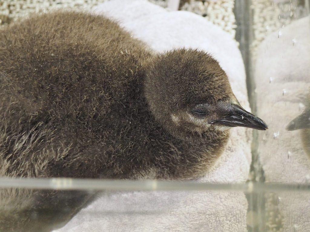 ペンギン日記】ふわふわなペンギンの赤ちゃん公開中♪（すみだ水族館