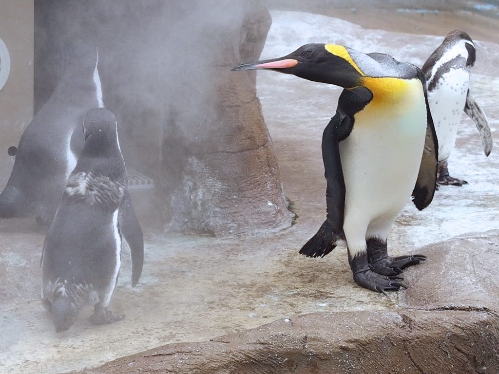 ペンギン日記】【動画あり】フンボを威嚇！オウサマペンギン （東山