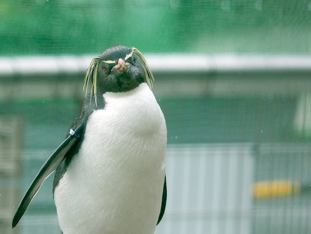 東山動物園】鳥インフルエンザ対策中！ペンギン舎を見てきました 2017