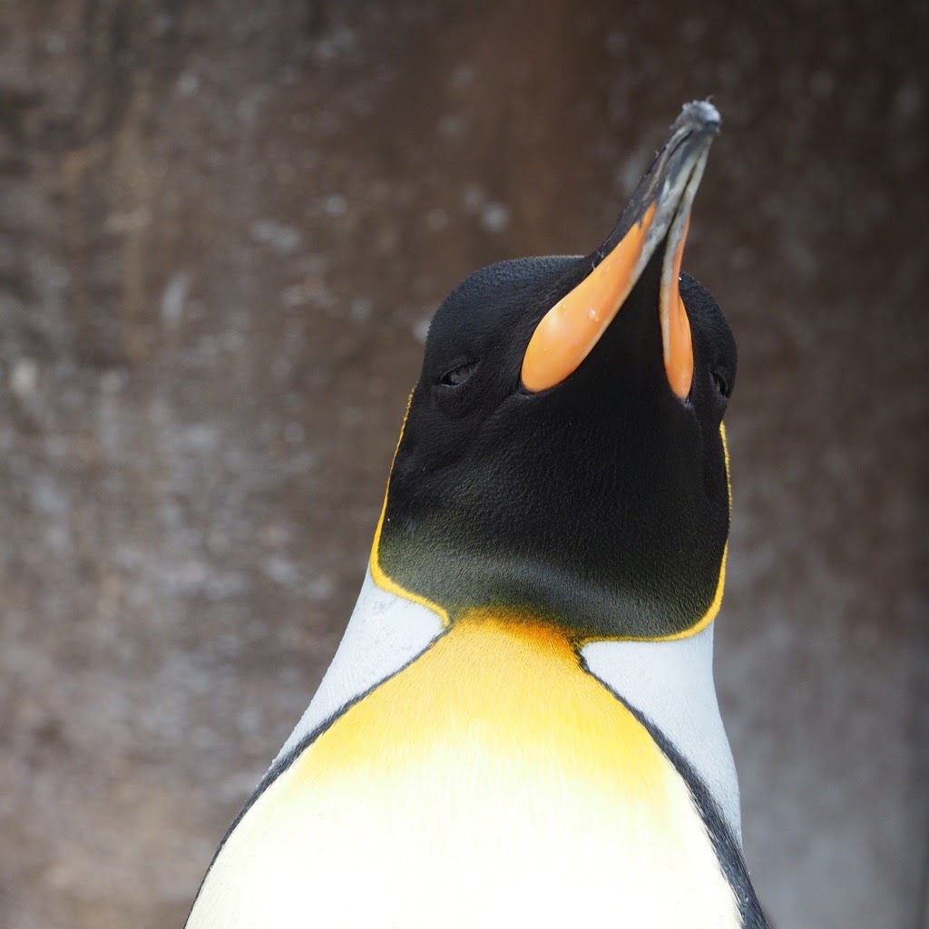 今日のペンギン写真 オウサマペンギン 東山動物園 16 5 28 Sat さんぽみちで迷子