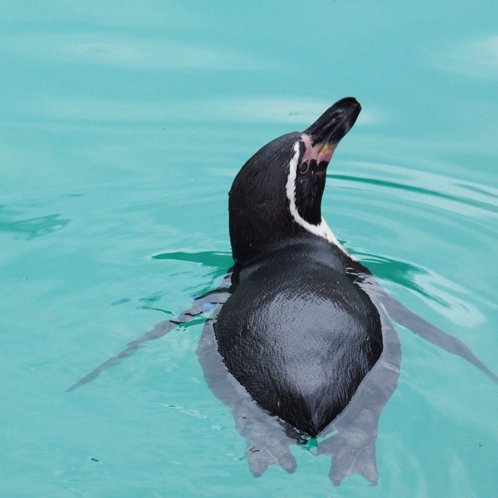 今日のペンギン写真 フンボルトペンギン 東山動物園 さんぽみちで迷子